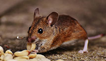 24 Hour & Emergency Exterminators in Toledo Edison, OH
